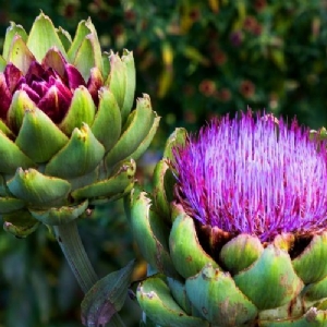 URLA ENGİNAR FESTİVALİ TURU