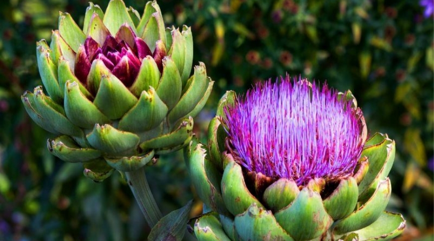 URLA ENGİNAR FESTİVALİ TURU